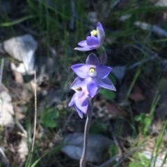 Thelymitra pauciflora (Slender Sun Orchid) at Chifley, ACT - 18 Nov 2016 by George
