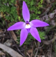 Glossodia major (Wax Lip Orchid) at Kambah, ACT - 18 Nov 2016 by George