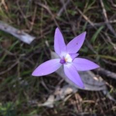 Glossodia major at Kambah, ACT - suppressed