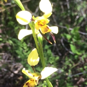 Diuris sulphurea at Kambah, ACT - 18 Nov 2016