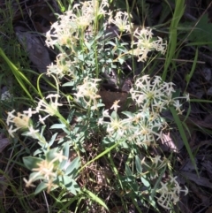 Pimelea linifolia subsp. linifolia (Queen of the Bush, Slender Rice-flower) at Mount Taylor - 18 Nov 2016 by George