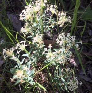 Pimelea linifolia subsp. linifolia at Chifley, ACT - 18 Nov 2016