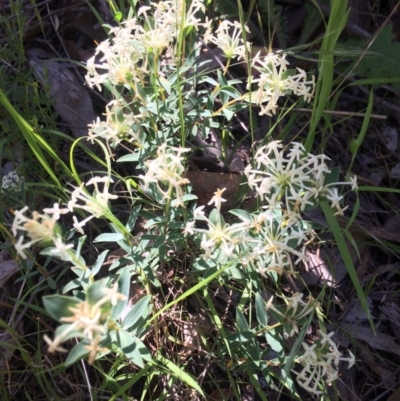 Pimelea linifolia subsp. linifolia (Queen of the Bush, Slender Rice-flower) at Chifley, ACT - 18 Nov 2016 by George