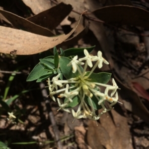 Pimelea linifolia subsp. linifolia at Chifley, ACT - 18 Nov 2016