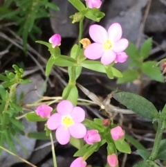 Centaurium sp. (Centaury) at Chifley, ACT - 18 Nov 2016 by George