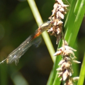 Xanthagrion erythroneurum at Jerrabomberra, ACT - 11 Nov 2016 03:10 PM