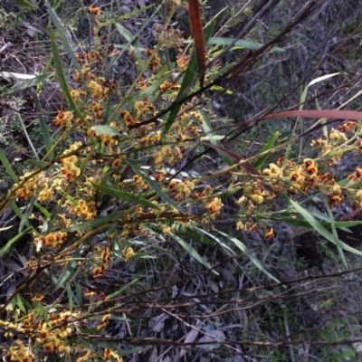 Daviesia leptophylla (Slender Bitter Pea) at Chifley, ACT - 18 Nov 2016 by George