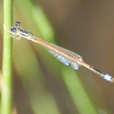 Ischnura aurora (Aurora Bluetail) at Jerrabomberra, ACT - 11 Nov 2016 by roymcd