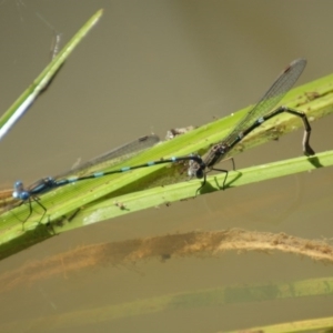 Austrolestes leda at Jerrabomberra, ACT - 11 Nov 2016 03:04 PM