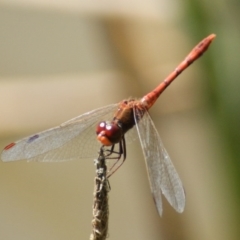 Diplacodes bipunctata (Wandering Percher) at Callum Brae - 11 Nov 2016 by roymcd