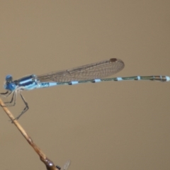 Austrolestes leda (Wandering Ringtail) at Jerrabomberra, ACT - 11 Nov 2016 by roymcd