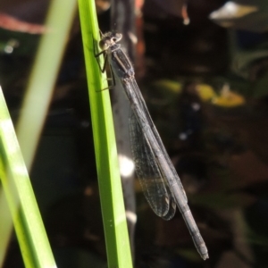 Ischnura heterosticta at Paddys River, ACT - 12 Nov 2016 06:31 PM