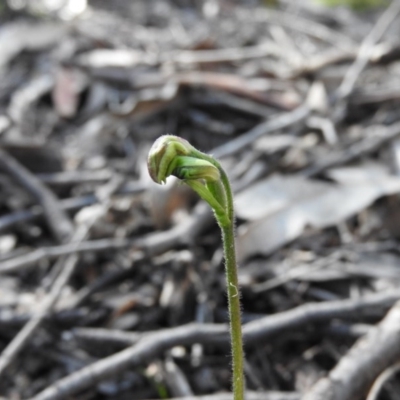 Caladenia carnea (Pink Fingers) at Burrinjuck, NSW - 28 Sep 2016 by ArcherCallaway