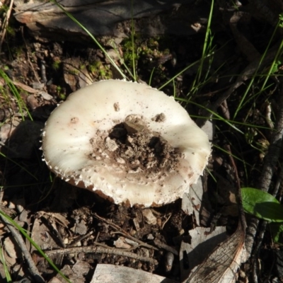Amanita sp. (Amanita sp.) at Burrinjuck, NSW - 28 Sep 2016 by ArcherCallaway