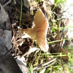 Amanita sp. at Burrinjuck, NSW - 28 Sep 2016