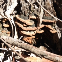 zz Polypore (shelf/hoof-like) at Burrinjuck, NSW - 28 Sep 2016 by ArcherCallaway