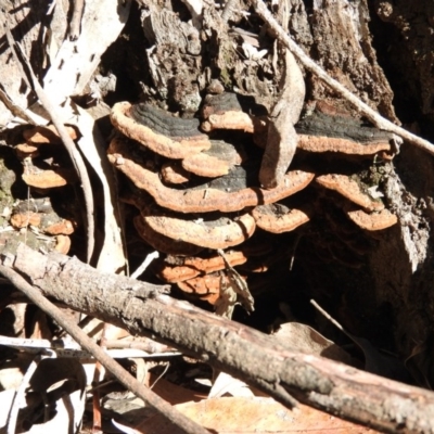 zz Polypore (shelf/hoof-like) at Burrinjuck Nature Reserve - 28 Sep 2016 by RyuCallaway