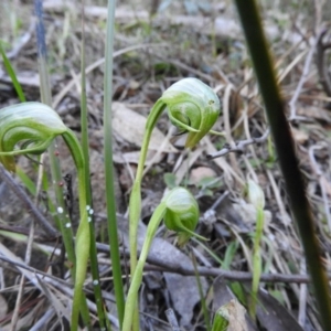 Pterostylis nutans at Burrinjuck, NSW - suppressed