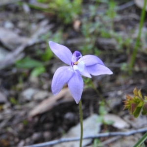 Glossodia major at Burrinjuck, NSW - 28 Sep 2016