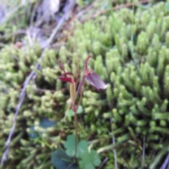 Cyrtostylis reniformis (Common Gnat Orchid) by ArcherCallaway