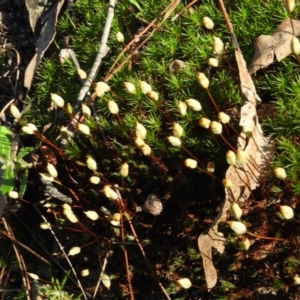 Polytrichaceae sp. (family) at Burrinjuck, NSW - 28 Sep 2016