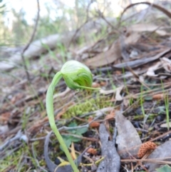 Pterostylis nutans (Nodding Greenhood) at Burrinjuck, NSW - 28 Sep 2016 by ArcherCallaway