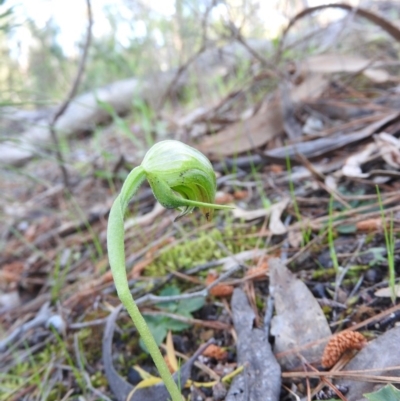 Pterostylis nutans (Nodding Greenhood) at Burrinjuck, NSW - 28 Sep 2016 by ArcherCallaway