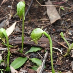 Pterostylis nutans (Nodding Greenhood) at Burrinjuck, NSW - 29 Sep 2016 by ArcherCallaway