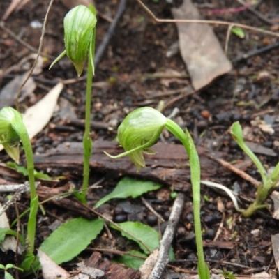 Pterostylis nutans (Nodding Greenhood) at Burrinjuck, NSW - 29 Sep 2016 by ArcherCallaway