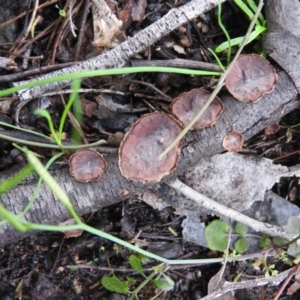 Xylobolus illudens at Burrinjuck, NSW - 29 Sep 2016 12:17 PM