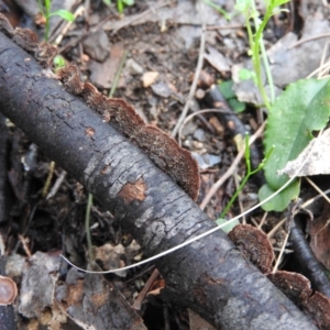 Xylobolus illudens at Burrinjuck, NSW - 29 Sep 2016