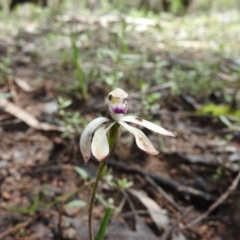 Caladenia ustulata (Brown Caps) at Burrinjuck, NSW - 29 Sep 2016 by ArcherCallaway