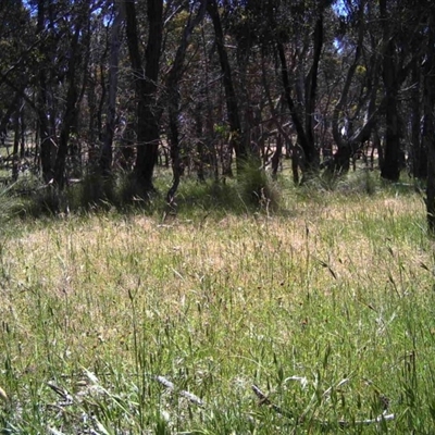 Unidentified at Mulligans Flat - 18 Nov 2016 by MulligansFlat1