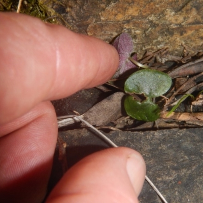 Acianthus sp. (Mayflower Orchid) at Canberra Central, ACT - 17 Nov 2016 by MichaelMulvaney