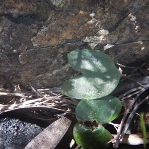 Acianthus sp. at Undefined Area - suppressed