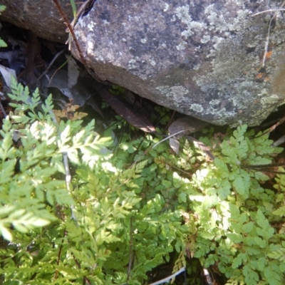 Cheilanthes austrotenuifolia (Rock Fern) at Black Mountain - 17 Nov 2016 by MichaelMulvaney