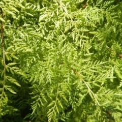 Cheilanthes austrotenuifolia at Point 5595 - 17 Nov 2016