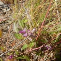 Polygala japonica (Dwarf Milkwort) at QPRC LGA - 18 Nov 2016 by MichaelMulvaney