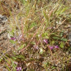 Polygala japonica at Googong, NSW - 19 Nov 2016 10:41 AM