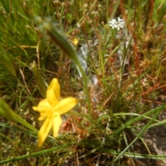 Hypoxis hygrometrica var. villosisepala (Golden Weather-grass) at Googong, NSW - 19 Nov 2016 by MichaelMulvaney