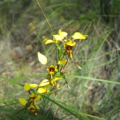 Diuris sulphurea (Tiger Orchid) at Canberra Central, ACT - 18 Nov 2016 by nic.jario