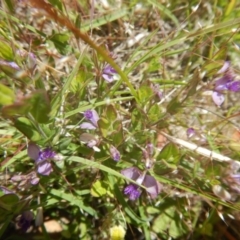 Polygala japonica (Dwarf Milkwort) at Googong, NSW - 18 Nov 2016 by MichaelMulvaney