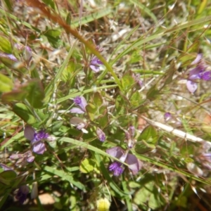 Polygala japonica at Googong, NSW - 19 Nov 2016 10:56 AM