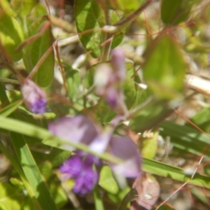 Polygala japonica at Googong, NSW - 19 Nov 2016 10:56 AM