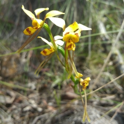 Diuris nigromontana (Black Mountain Leopard Orchid) at Black Mountain - 18 Nov 2016 by nic.jario