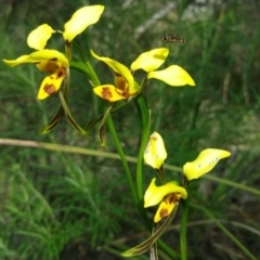 Diuris sulphurea (Tiger Orchid) at Acton, ACT - 19 Nov 2016 by nic.jario