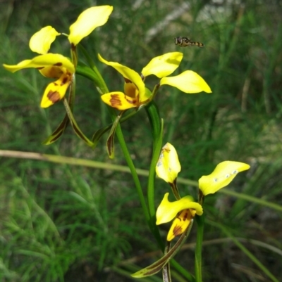 Diuris sulphurea (Tiger Orchid) at Acton, ACT - 19 Nov 2016 by nic.jario