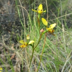 Diuris sulphurea at Acton, ACT - suppressed