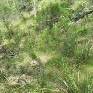 Diuris sulphurea at Acton, ACT - suppressed