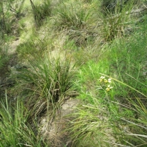 Diuris sulphurea at Acton, ACT - suppressed